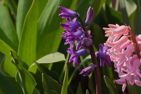 粉色紫色淡紫色蓝色风信子花特写生长在花园公园。