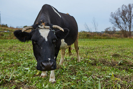 在农村的奶牛。