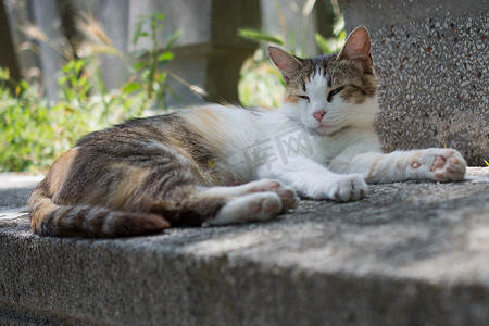 镇街上的家猫