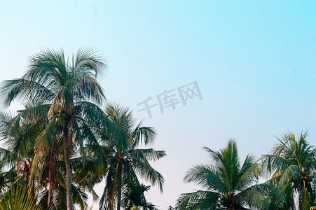 风光晴朗摄影照片_美丽的椰子棕榈树在热带海滩上种植自然地平线，在美丽的蓝色晴朗天空下，日落阳光下没有云彩。