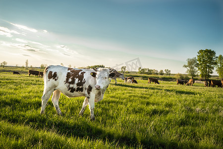 棕色和斑点的奶牛在草地上吃草。