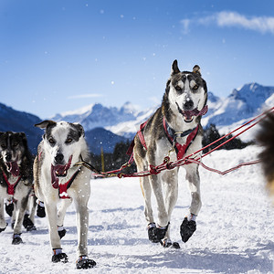 参加速度赛的雪橇犬