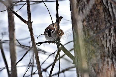 麻雀啄木鸟摄影照片_一只麻雀坐在森林的树枝上