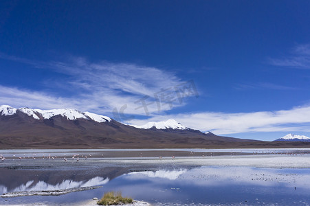 Laguna Pasto Grande，玻利维亚，南美洲