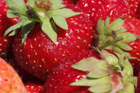 新鲜、多汁、健康的草莓