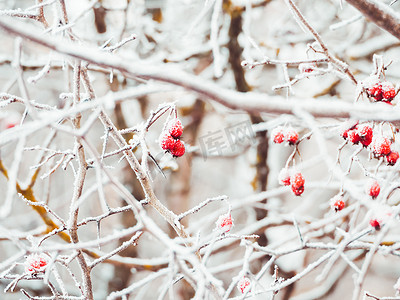 山楂树枝上结满了霜的红色浆果。