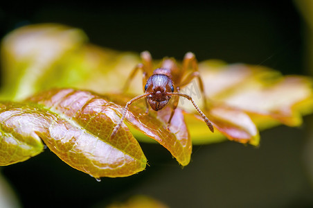 草地上植物上的一只小蚂蚁昆虫