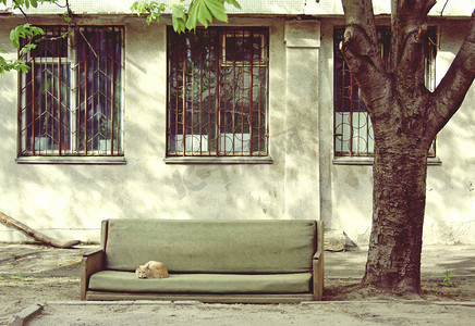 猫睡在扔在街上的沙发上。