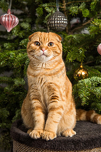 猫兽医摄影照片_苏格兰折耳猫红猫坐在圣诞树附近