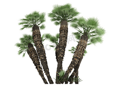欧洲扇形棕榈或 Chamaerops humilis