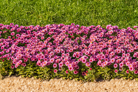 粉色花瓣草地摄影照片_新鲜的粉红色菊花和草地背景
