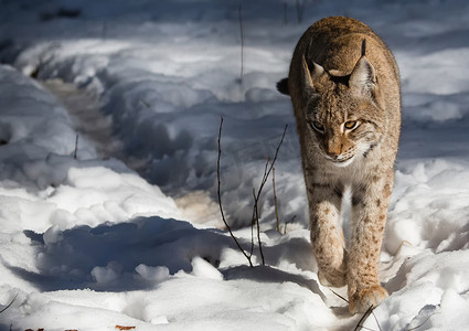 2019天猫双11摄影照片_一只天猫座在冬天在德国鹿园