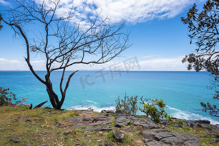 海豚点蓝海附近的黑树，努萨头，澳大利亚