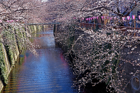 粉色河流摄影照片_城市河流、传统灯和佐仓樱花花