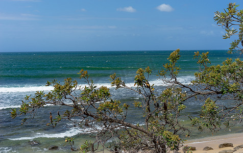 澳大利亚 Banksia integrifolia 有风的海洋背景