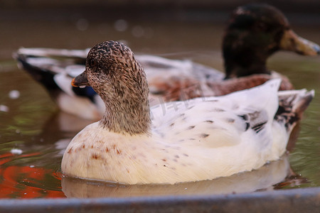 女性正面镜头和男性 Snowy Call Ducks