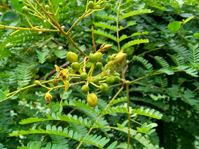 板栗花摄影照片_Biancaea sappan (Caesalpinia sappan L., sappanwood, secang, sepang, Indian redwood) 与自然背景。