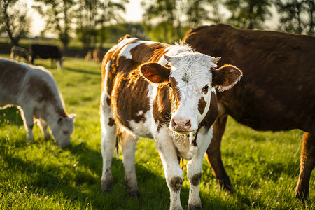 棕色和有斑点的奶牛在草地上吃草，看着镜头。
