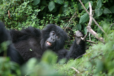 卢旺达大猩猩摄影照片_野生大猩猩动物卢旺达非洲热带森林