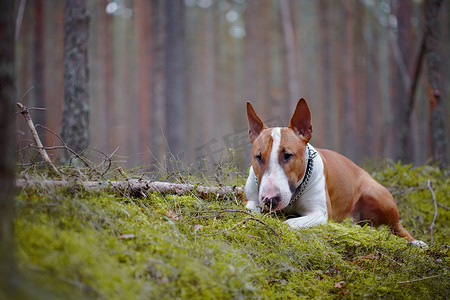 红色可爱摄影照片_树林里的红色英国斗牛犬