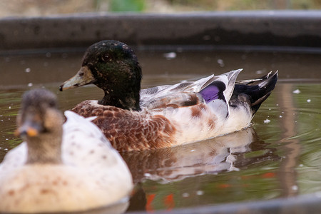 Snowy Call Ducks 五颜六色的男性和女性