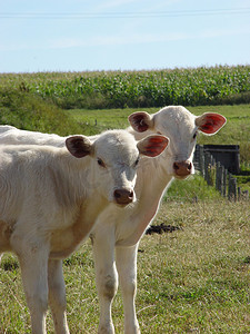 两只好奇的白色小牛在牧场