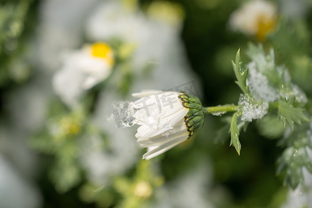 雪下初开春花