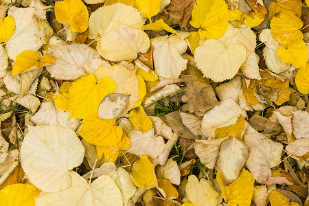 土地背景和质地上的黄叶，自然秋季主题