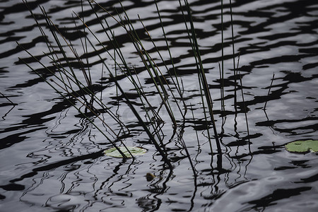 水生植物草水波纹反射特写图像