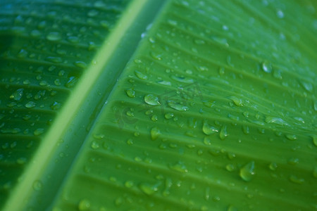 绿色芭蕉叶摄影照片_芭蕉叶上的水滴