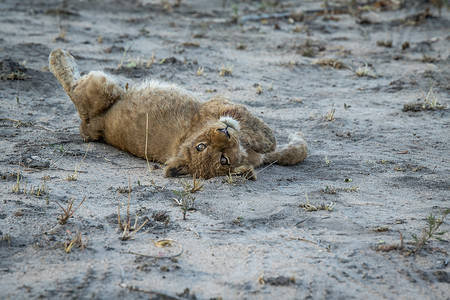 猫打滚摄影照片_小狮子在沙地上打滚。