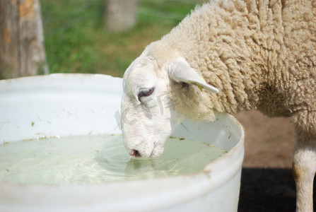 女性喝水摄影照片_羊在农场的桶里喝水
