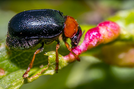 新鲜季节自然绿叶上的小黑红甲虫