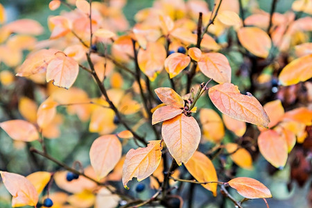 秋天背景灌木中的红色和橙色叶子