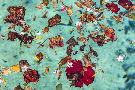 漂浮在游泳池的五颜六色的花和叶子