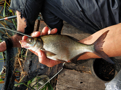 渔夫手里拿着一条刚从河里打捞上来的鱼
