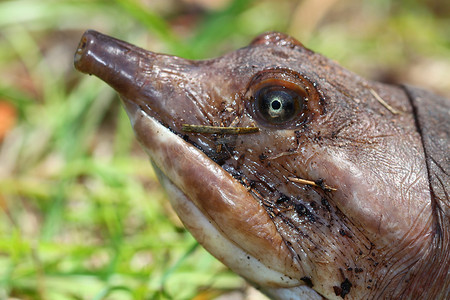 佛罗里达软壳龟 (Apalone ferox)