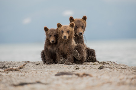 三只可爱的小熊