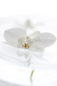 漂浮花瓣摄影照片_漂浮在水面上的白色兰花
