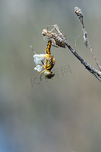 水在自然界的循环摄影照片_蜻蜓幼虫的图像在自然背景下干燥。