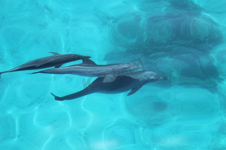 太阳光线摄影照片_海豚一家在埃及海玩耍