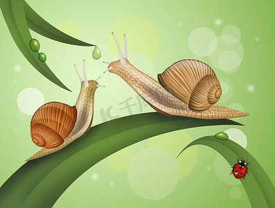 叶子上的两只蜗牛