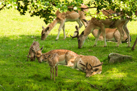 石板小鹿摄影照片_野外的一群小鹿