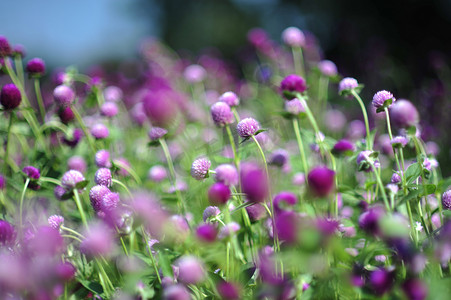 花园中的紫色紫蓝色花