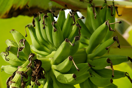 绿香蕉摄影照片_香蕉树上的绿香蕉