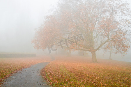 梧桐树落叶摄影照片_雾中落叶的大梧桐树