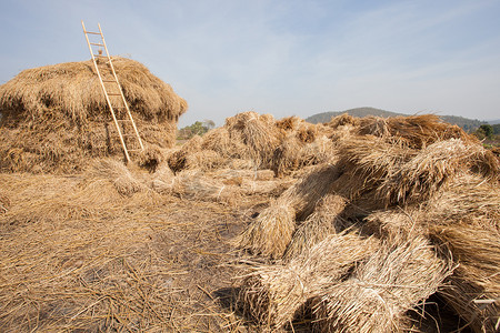 农民收割后的干稻草