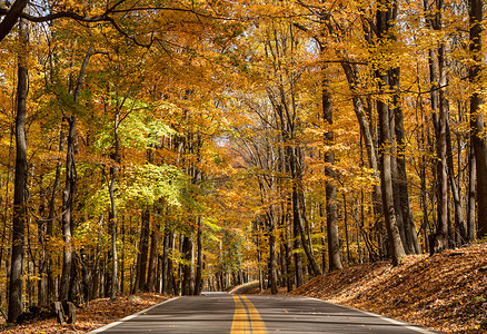 通往西弗吉尼亚州 Coopers Rock 州立公园的道路俯瞰着秋天的色彩