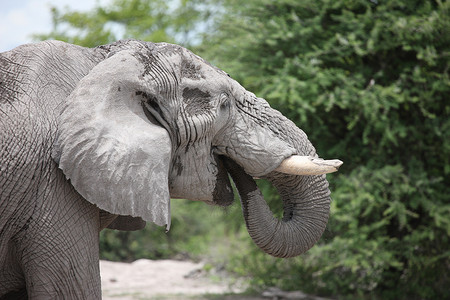 动物的背景大图摄影照片_非洲博茨瓦纳大草原上的野生大象 (Elephantidae)