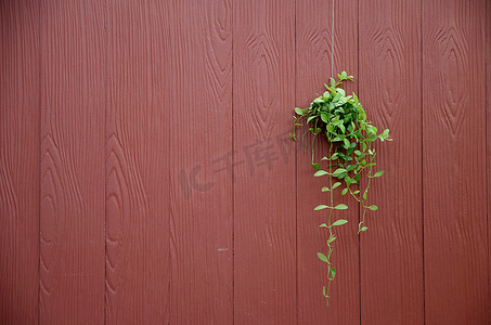装饰在墙板上的植物